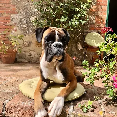 Sole *