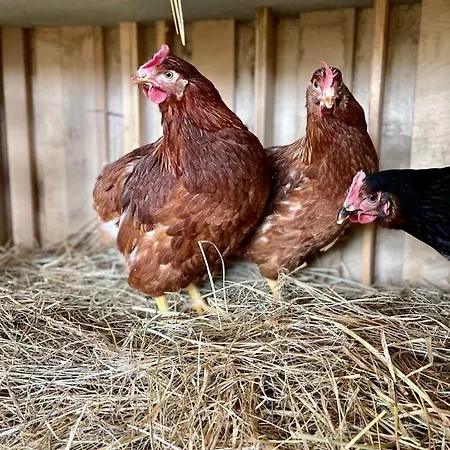 Farm stay Sole Trequanda