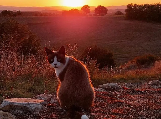 팜스테이 Sole 트레콴다