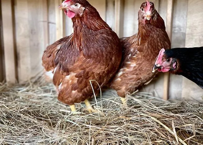 팜스테이 Sole 트레콴다