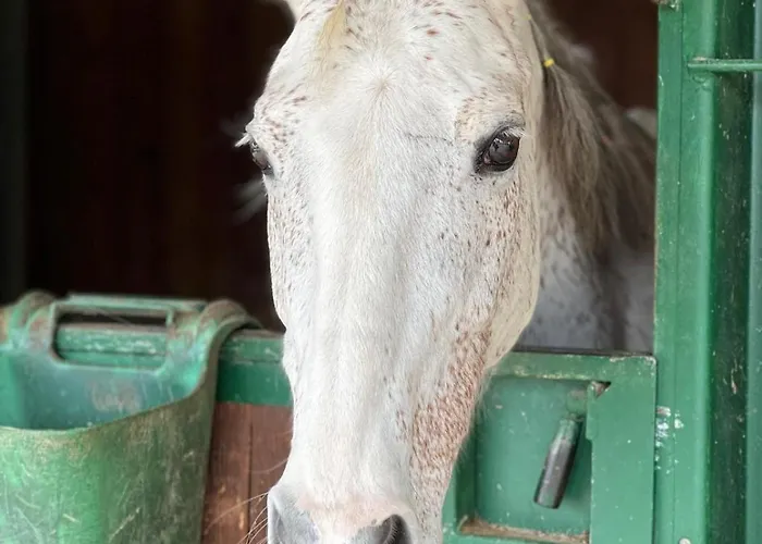 Sole 팜스테이 트레콴다