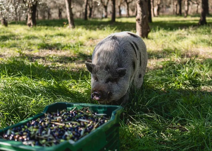 팜스테이 Sole 트레콴다